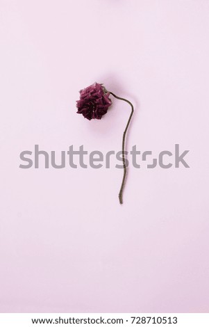 Similar – Image, Stock Photo Allium isolated on white background