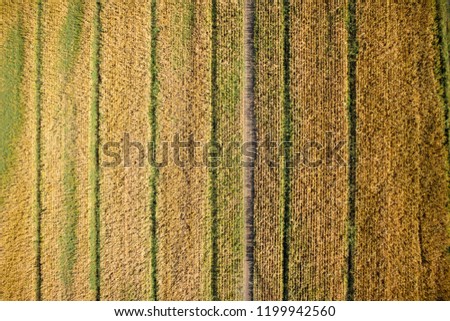 Similar – Combine harvester harvests grain field in the evening light from the air