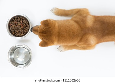 Download Dog Food Mockup Images Stock Photos Vectors Shutterstock