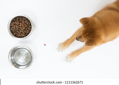 Download Dog Food Mockup Hd Stock Images Shutterstock