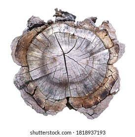 Top view of dry log surface Dead circles of old trees cut from the forest. Isolated on white background with clipping path