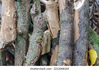 Top View Of Dry Wooden Twigs, Pile Of Willow Firewood.