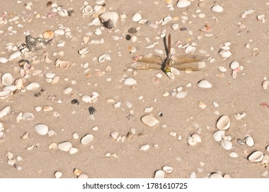 Top View Of A Dying Sowing Needle Bug, On A Tropical, Sandy Beach, On The Gulf Of Mexico