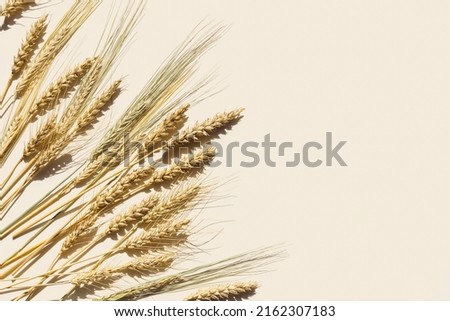 Top view ears of cereal crops with awns, durum wheat, rye, barley grain crop at sunlight on beige background with copy space. Flat lay with ears of wheat on table, minimal still life, harvest concept