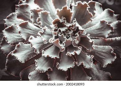 Top View of Echeveria Gibbiflora rosette with funny leaves. Exotic hybrid succulent plant, close-up. High quality photo