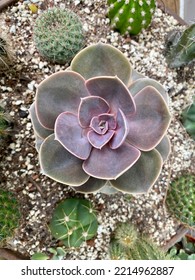 Top View Of Echeveria Perle Von Nurnberg Plant