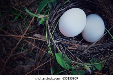 Top view egg  with copy space. Retro Tone.