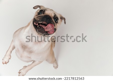 top view of enthusiastic pug dog sticking out tongue, looking up and being curious while standing on back hind legs on a grey background