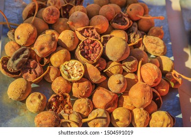 Top View Of Eucalyptus Seed Dry. Australia Bush Food Eaten By Australian Aborigines. Australian Outback. Northern Territory, Australia.