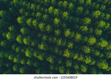 Top View Eucalyptus Tree Forest