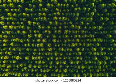 Top View Eucalyptus Tree Forest