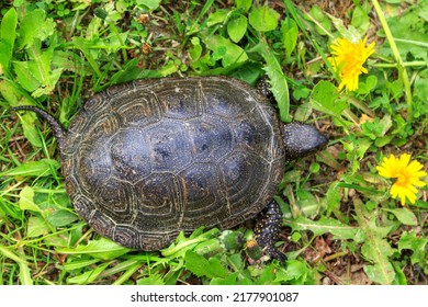 719 Bog Turtle Images, Stock Photos & Vectors | Shutterstock