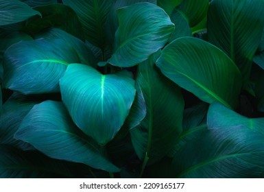 Top View Exotic Fresh Green Leave Texture Tropical Plant Of Spathiphyllum Cannifolium In Soft Blue Glow Light Dark Background.idea For Leaf Botanical Wallpaper Desktop,foliage Backdrop  Cover Design.