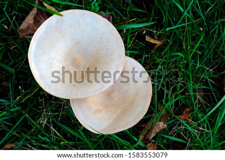Top view of the fairy ring mushrooms (Chlorophyllum molybdites, Garden Fungi) backyard mushroom growing on grass.
