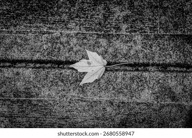 A top view of fallen leaf on the ground