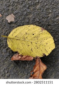 Top view of a fallen yellow leaf with brown spots on dark textured asphalt pavement.