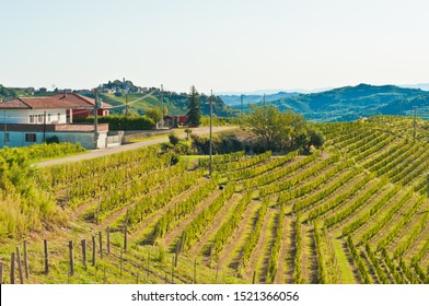 Top View, Far Distance Of Rows Of Moscato Grape Vines, Ready To Be Harvested In The Hills Around Mongo, Piedmont Wine, Region Of Italy