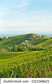 Top View, Far Distance Of Rows Of Moscato Grape Vines, Ready To Be Harvested In The Hills Around Mongo, Piedmont Wine, Region Of Italy