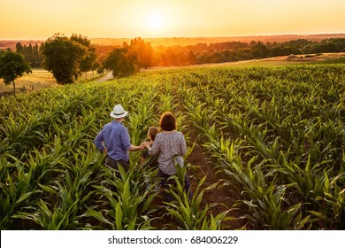  Draufsicht. Ein Bauer, seine Frau und sein Sohn bei Sonnenuntergang im Kornfeld. Sie beobachten ihre Ernte.