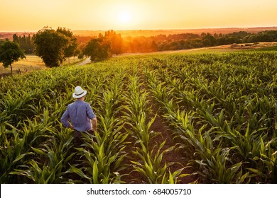  Draufsicht. Ein Bauer, der bei Sonnenuntergang auf seinem Maisfeld steht und seine Ernte beobachtet