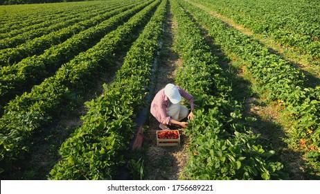 Top view farmer woman harvesting ripe strawberries in the field. Strawberry field.
