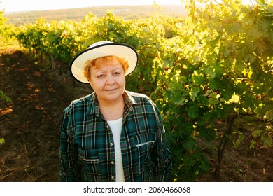 Top View Fat Woman Winemaker With Hat On Head At Sunset Looking At Camera. Vineyard With Wine Producer.