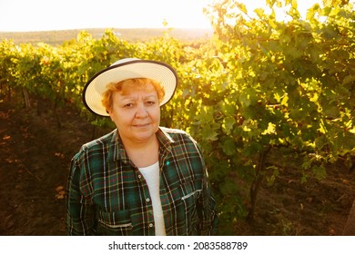 Top View Fat Woman Winemaker With Hat On Head At Sunset Looking At Camera. Vineyard With Wine Producer.