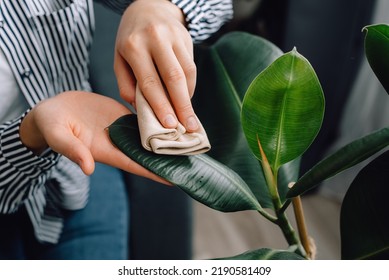 Top view of female hands wiping dust from big green leaves of plant. Unrecognizable caring young woman cleans indoor plants, takes care leaf. Gardening, housewife and housework chores concept - Shutterstock ID 2190581409