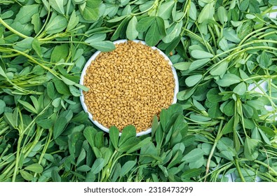 Top View of Fenugreek Seed or Methi Seeds in a White Bowl Isolated on Fenugreek Leaves Stack in Horizontal Orientation with Copy Space
