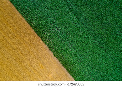 Top View Of Fertile Land With Wheat And Corn Crops. Abstract Image Of Golden And Green Fields