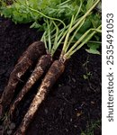 Top view of a few just harvested parsnips on the ground in a vegetable garden.