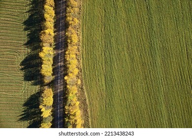 Top View Of The Fields With A Road And Autumn Yellow Trees In A Vertical Line On A Sunny Day. Aerial Photography Landscape In The Form Of An Abstract Texture