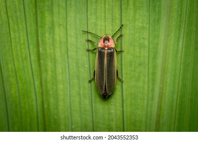 A top view of a Firefly or Lightning Bug on a green plant.