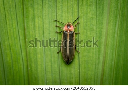 A top view of a Firefly or Lightning Bug on a green plant.