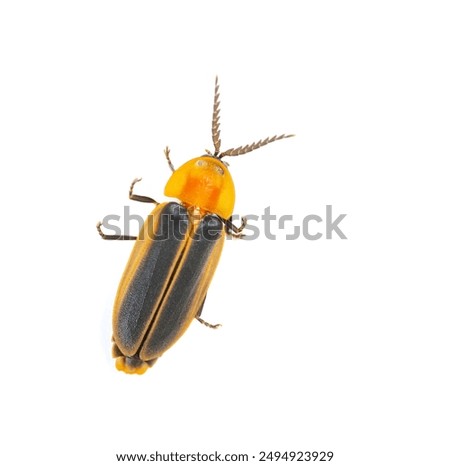 top view firefly on a white background