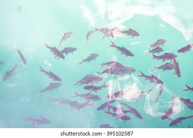 Top View Of Fish In The Light Green Water