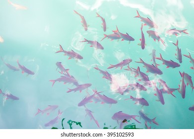 Top View Of Fish In The Light Green Water