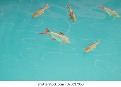 Top View Of Fish In The Light Green Water