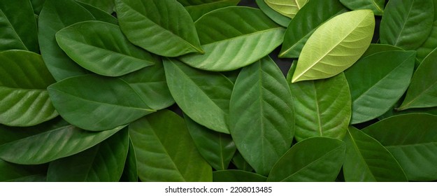 top view flat lay fresh green leaves pattern with copy space isolated on black background.concept idea for cover ecology backdrop,enviroment wallpaper,organic health product design.