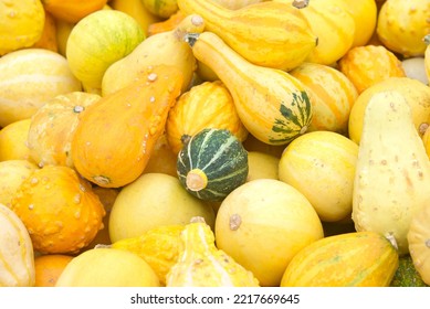 Top view flat lay of many shapes and sizes autumn gourds in various color combinations. Popular holiday decoration. - Shutterstock ID 2217669645