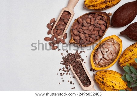 top view flat lay set fresh yellow ripe cacao pod or cocoa fruit and seed bean nib food white background with copy space