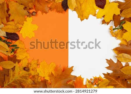 Top view flat lay of vibrant fall leaves, oak leaves, and berries forming a full frame border on a two-tone split orange and white background with blank copy space.