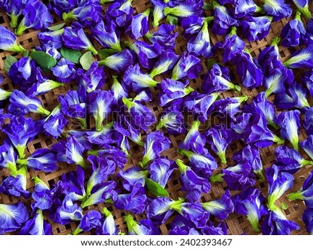 Top view flatlay fresh purple Butterfly pea flower, bluebellvine , cordofan pea, clitoria ternatea with green leaf on the  marble table background. Food or herb concept