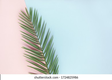 Top view of flatlay with green palm leaf on color paper. Diagonal line of green and pink colors. - Shutterstock ID 1724825986