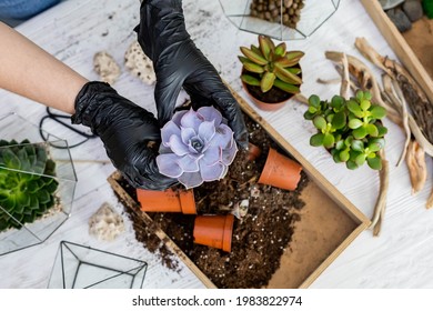 Top view florist female hands arrangement succulents with ground into glass florarium at workshop. DIY creating decorative art composition with vegetation tropical greenery plants at botanical studio