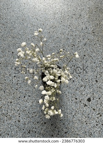 Similar – White flowers and petals frame on light blue