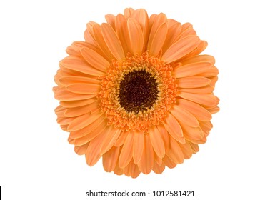 Top View Flower Subtle Orange Tone Stock Photo 1012581421 | Shutterstock