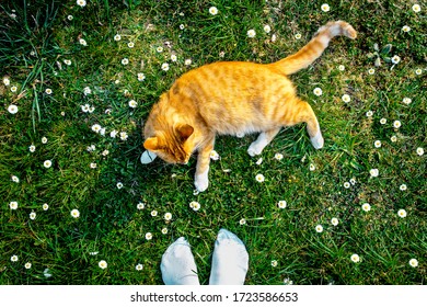 Top view of fluffy ginger cat with white cat paws lying on green grass full of daisies, grassy meadow with white flowers and feet. Concept of pet friend, chill out, wellbeing and spring joy - Powered by Shutterstock