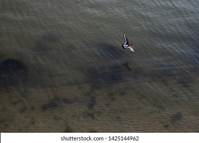 Top View Of Flying Bird Above The Sea.