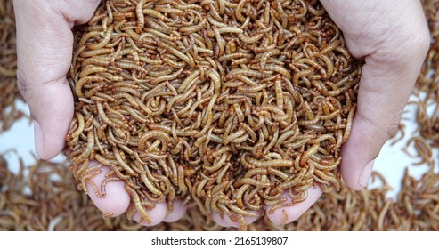 Top view fodder worms for exotic animals, A scatter of mealworm larvae, used for feeding birds, reptiles or fish,Filming,Stages of the meal worm the life cycle of a mealworm,Many larvae crawling.